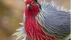 male Blood Pheasant (血雉,Ithaginis cruentus), in Yunnan province. It is under second-class state protection in #China. ❤ 江上清风 ❤❤❤ #Chinese #nature #birds #wildlife #travel #peace #beauty #beautiful #love | Lin hillside