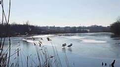 𝓒𝔂𝓰𝓷𝓾𝓼 𝓬𝔂𝓰𝓷𝓾𝓼..........#Cygnuscygnus #cygnus #swan #lebada #swanlake #lake #lacullebedelor #lac #bird #birds #pasari #winter #iarna #winterlandscape #frozenlake #lake #frozen #animal #animals #nature #natura #biologist #field #wildwonder #wild #fieldday #romania #photo #image #naturephotographer #naturephotography | Wild Wonder