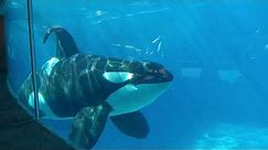 Orcas of SeaWorld San Diego