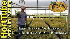 A Few Hardy Fern Varieties - Deer Resistant Shade Perennials