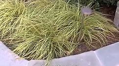 Carex oshimensis 'Evergold' - 'Evergold' sedge