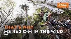 STIHL MS 462 C-M | A chainsaw-test in the wild | That's why