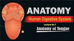 Anatomy of human tongue || Structure of Tongue || Parts of Tongue | Detail lecture | Top lesson4u