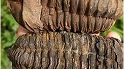 Estos trilobites calymene tienen brillos bajo el sol ✨ Precios de arriba para abajo: $940, $1190, $890, $840 mxn. | Minerales Rey Marqués