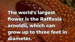 Discover the World's Largest Flower: Rafflesia Arnoldii