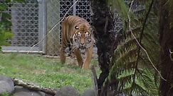 Tiger kills zookeeper in New Zealand