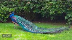 The Mysterious Lives of Green Peafowl: 10 Astonishing Facts