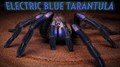 NEW TARANTULA! Chilobrachys natanicharum formerly sp. Electric Blue