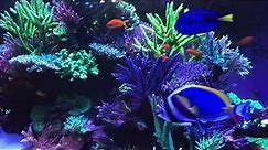 🐟 Coral Reef Aquarium Fish Tank with Water Sound - Tropical Fish, Screensaver 10 Hours