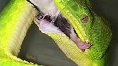 Reptile Hunter - Corallus caninus feeding on a defrosted...