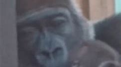 #gorilla #monkey #ape #gorillas | Gorilla Video Reels Tennis
