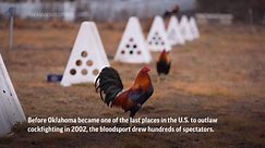 Oklahoma outlawed cockfighting in 2002. A push to weaken penalties has some crowing fowl play