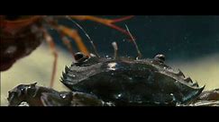 Oceans - Crab vs. Shrimp