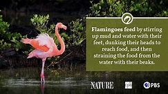 Flamingo Fact Sheet