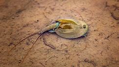Rare 'living fossil' crustaceans found in Arizona