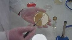 How to: streak plating for microbiology (take 5)