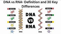 DNA vs RNA Definition and 30 Key Differences