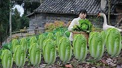 Big and sweet Chinese cabbage , cook it into traditional Chinese food把又大又甜的白菜，做成中国传统美食丨Lizhangliu