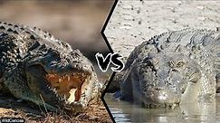 NILE CROCODILE VS SALTWATER CROCODILE - Who is the most powerful?