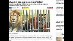 Tiger Kills Male Lion at Ankara Turkish Zoo.