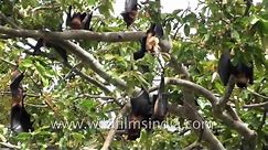 Fruit Bats hang upside down from a tree
