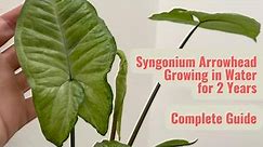 How to Grow Syngonium Arrowhead Plant in Water: Successful Experience After 2 Years