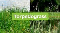 Torpedograss (Panicum repens) | Plant Identification
