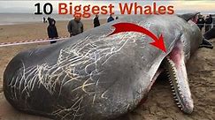 10 Biggest Whales in The World | largest Whales