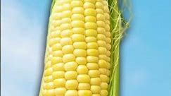 Is Corn a Fruit, Vegetable or Grain? 🌽