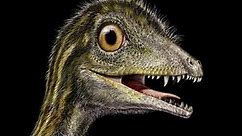 New Paper Suggests Compsignathid Theropods May Be The Juveniles Of Large Predatory Dinosaurs