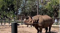 Zoo Onlookers Surprised by Rhino Appendage