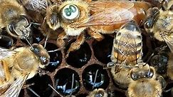 Matka pszczela Buckfast hodowlana-reprodukcyjna - unasiennione reproduktorki - cena - Las Koterka - Matki pszczele Grzegorz Pawluk