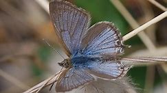 The Australian Butterfly Sanctuary