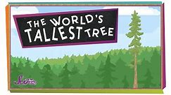 The World's Tallest Tree! | Science for Kids