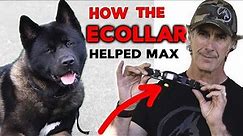 ECollar Helps Dog Learn Obedience - Dog Training with Remote Collar