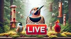 Captivating Backyard Birds in Stunning 4K Live