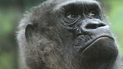 World's second oldest gorilla dies at age 64
