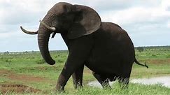 Giant Afirican Bull Elephnats Encounter in Real Life