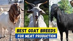 Top 10 Best Goat Breeds For Meat Production | Best goat For Meat & Profit