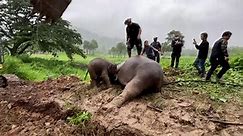 An elephant fainted trying to protect its calf. See how vets revived her