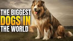 Top 15 Biggest Dog Breeds in The World