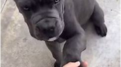 Cane Corso Pets - Cane Corso puppy giving his paw is the...