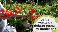 Jakie warzywa można uprawiać w donicach na balkonach, tarasach lub po prostu w ogrodzie?