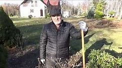 Jak zakwaszać glebę pod azaliami i różanecznikami?