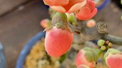 Chaenomeles japonica called japanese quince is a species of flowering quince that is native to japan. #quince #flowers #plantae #japanflower #flowerreels | Kin Pika