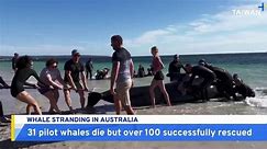 Over 100 Beached Whales Rescued in Western Australia - TaiwanPlus News