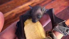Saving a Baby Fruit Bat