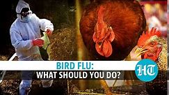 Bird flu: Threat to humans, precautions, & how to cook chicken | Explained