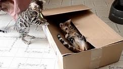 15 Minutes of Kittens | CUTEST Kitten Videos 😍