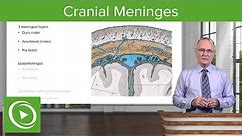 Cranial Meninges: Structures & Functions – Brain & Nervous System | Lecturio